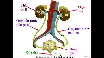 SINH HỌC LỚP 8: BÀI 38: BÀI TIẾT VÀ CẤU TẠO HỆ BÀI TIẾT NƯỚC TIỂU