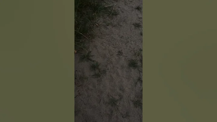 IMG 2222 Salmon River Idaho August 20, 2017 humming
