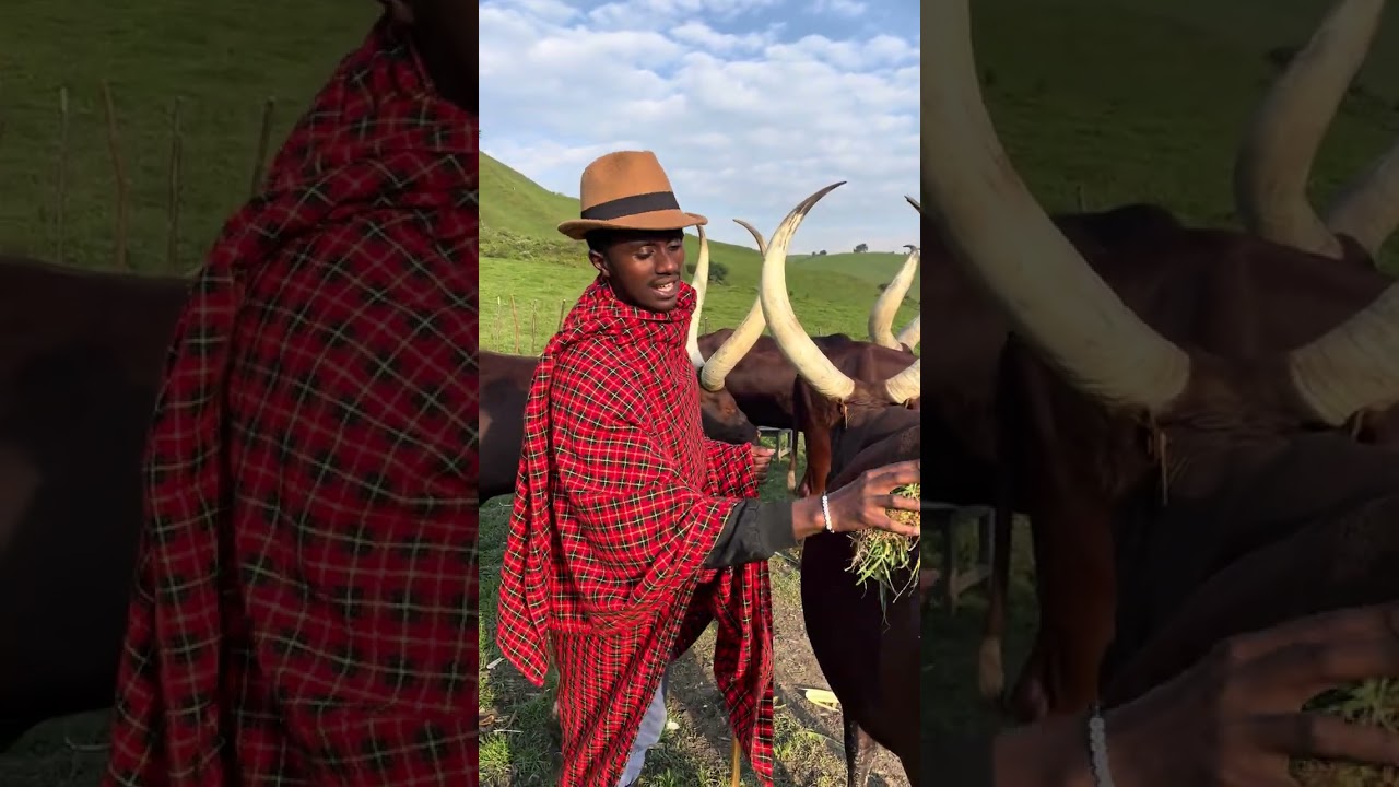 Igishyengo cya MUSANGO. yataramiye inyambo zo ku IBERE RYA Bigogwe. #RWANDA #TRAVEL #travelvlog