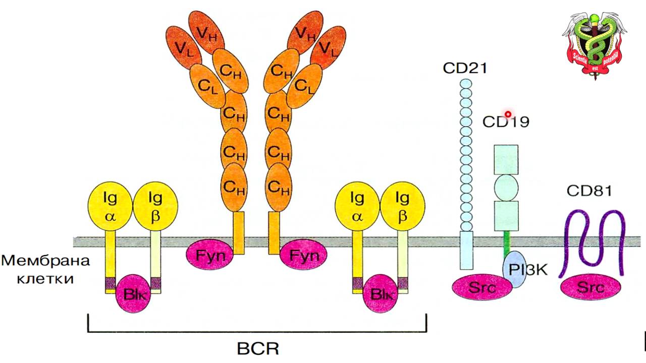 Иммуноглобулин в лимфоциты. Структура BCR рецептора. Строение BCR рецептора. BCR Рецептор лимфоцитов. Строение b клеточного рецептора.