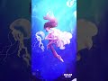 天国のキッス/松田聖子【Cover】by AOI ROSE