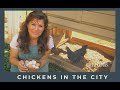 Chicken Coop in the City - Meet my Chickens and get started with your own!