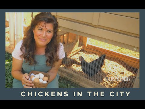 Chicken Coop in the City - Meet my Chickens and get started with your own!