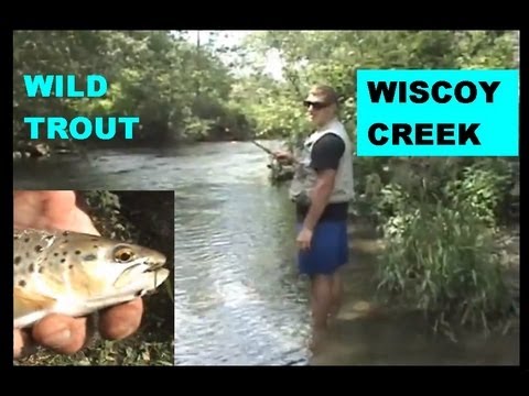 Wiscoy Creek Hatch Chart