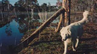 The Lonely Boundary Rider   ---  Buddy Williams