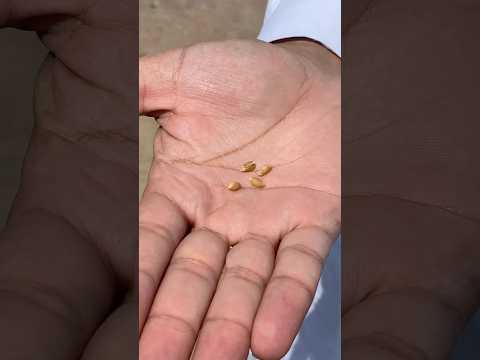 Wheat Crops 2025 Villagelife 