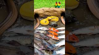 #fish #snake #turtle #shortvideo #anantambani #didyouknow #facts #insects #mosquito