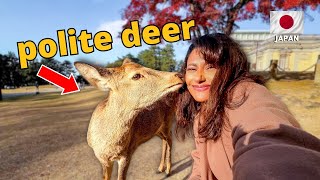 Must-Visit DEER PARK in NARA, Japan