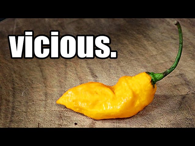 Long Tailed Orange Scorpion Pepper Vicious And Delicious Chili Pepper Reviews Youtube Long Tailed Orange Scorpion Pepper Vicious And Delicious Chili Pepper Reviews Youtube