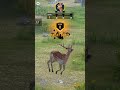 Sniper shoter gameplay 😈  | #gaming #gameplay #pcgaming #trendingshorts