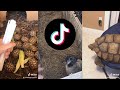 Viral Animal TikTok Videos ( Baby Tortoises, Pugs, Sulcatas and More)