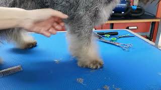 Rolling Schnauzer's  legs