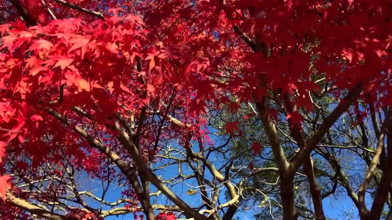 L'albero piu bello del mondo - YouTube