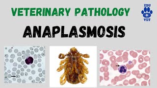 Bovine Anaplasmosis-Veterinary Pathology screenshot 5