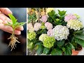 Tips to propagate and care for Hydrangea flowers make your yard more brilliant