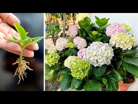 Video: Hydrangea pepelnica – Tretiranje hortenzije s pepelnicom