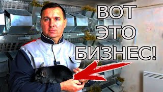 видео: НЕ ЗАВОДИТЕ КРОЛИКОВ, ПОПРОБУЙТЕ ИХ! В ГОСТЯХ У ВЛАДИМИРА! картинка: НЕ ЗАВОДИТЕ КРОЛИКОВ, ПОПРОБУЙТЕ ИХ! В ГОСТЯХ У ВЛАДИМИРА!