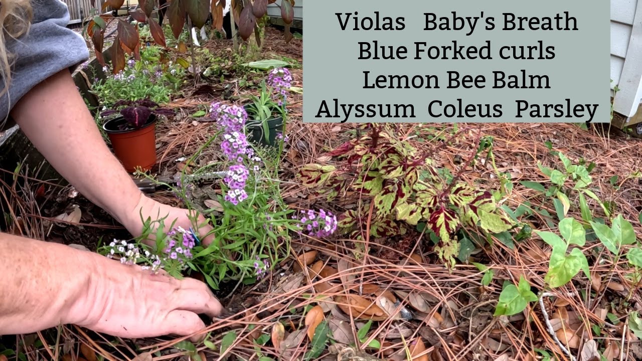 Getting Flowers in the Ground! | Southern Latitudes