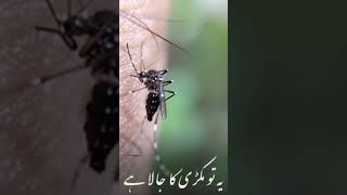 یہ دنیا پر ہے مچھر کا؟؟؟#viral #youtubeshorts #video #islam