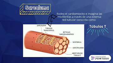 ¿Qué hace un cardiomiocito?