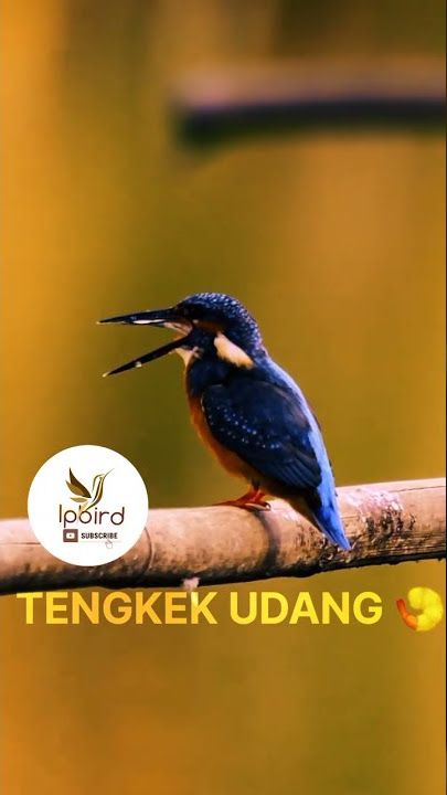 Tengkek Udang CEKAKAK Cukahkeh Gacor