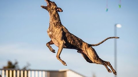 How to animate a dog jump part 2 | Griffin Animation Academy | part 002