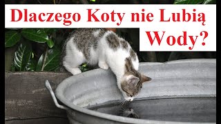 Dlaczego Koty nie Lubią Wody by Ciekawski jak Polak 1,679 views 1 month ago 10 minutes, 16 seconds