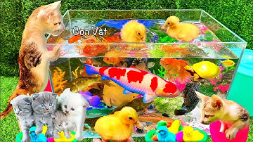 Bắt Các Con Vật Dể Thương, Bắt Mèo Dể Thương, Cua, Rùa, Cá Koi, Cá Vàng, Thỏ - Cá Trê, Vịt Dể Thương