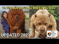 10 PINAKA BAGONG BREED NG ASO | 10 Newest Breed of Dogs according to American Kennel Club