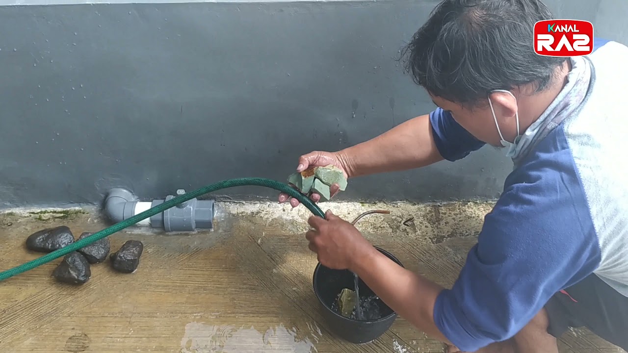 CARA MENANAM TERATAI DI KOLAM KOI 