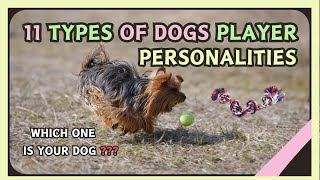 Awesome Compilation of Cute Dog Playing [+ Fun Test]