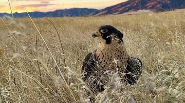 Exceptional Quarry of the Northern Plains