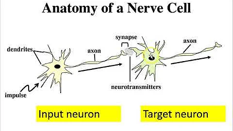 System consolidation part 5 neuron review 2019