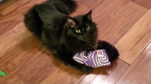 Black Kitty 🖤 with his Kong Kickeroo Toy 🎉