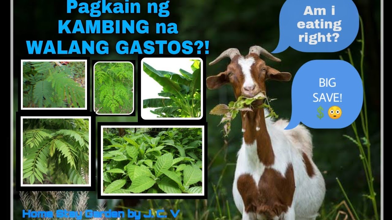 Tamang Paraan Ng Pag-aalaga Ng Kambing - tamang bitag