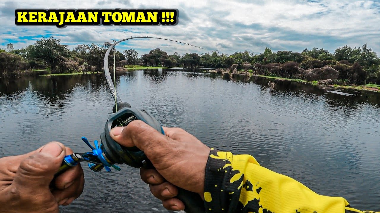 SAD1SS !!! DIB4NTAI HABIS²AN OLEH PREDATOR AIR HITAM SAMPAI NYERAH || CASTING TOMAN KALIMANTAN