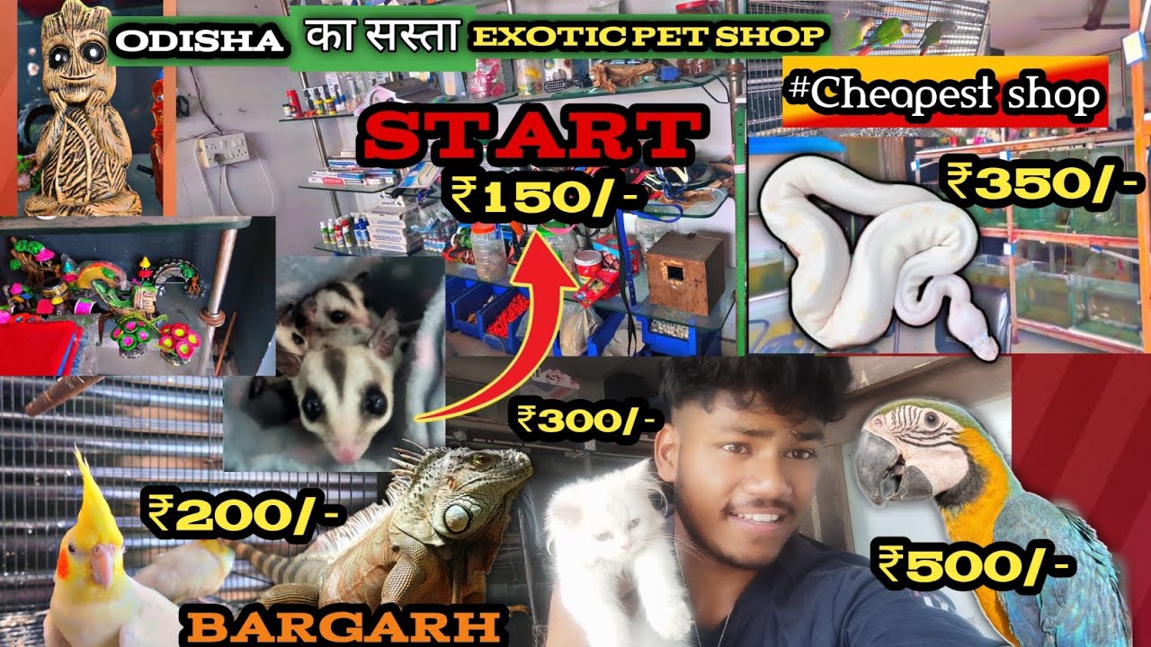 ODISHA KA CHEAPEST SHOP//🐾🐺🐰😍 #viral #youtubefeed  