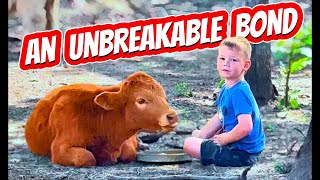 A Heartwarming Bond: The unconditional love between a boy and his calf