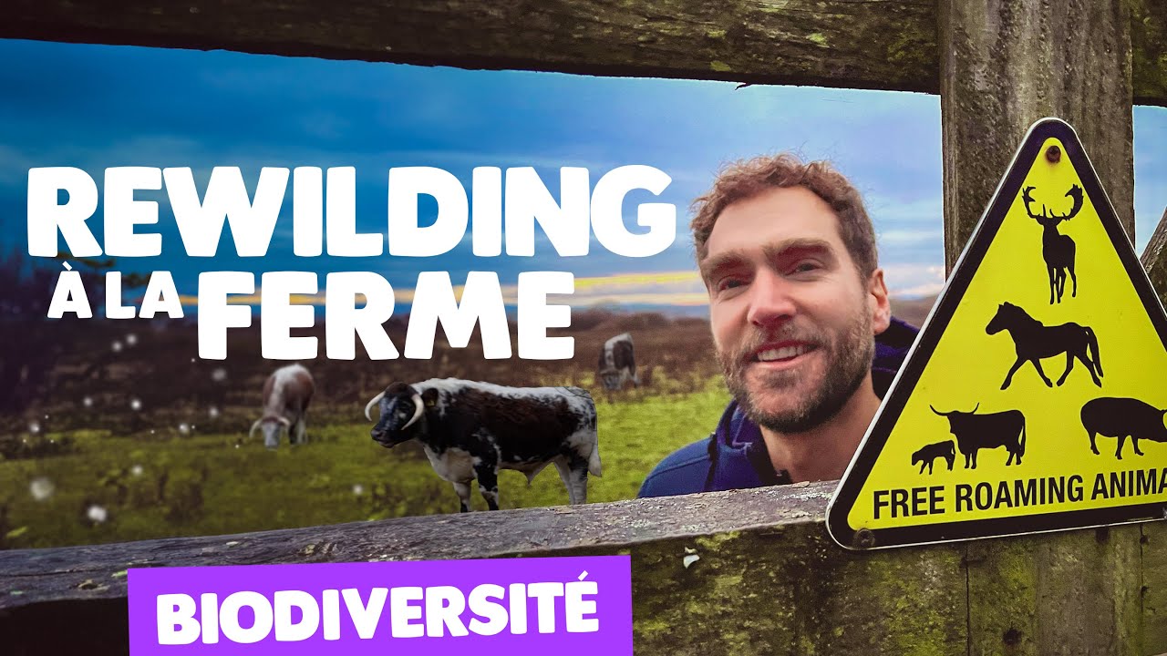20 ans de réensauvagement à la ferme Knepp