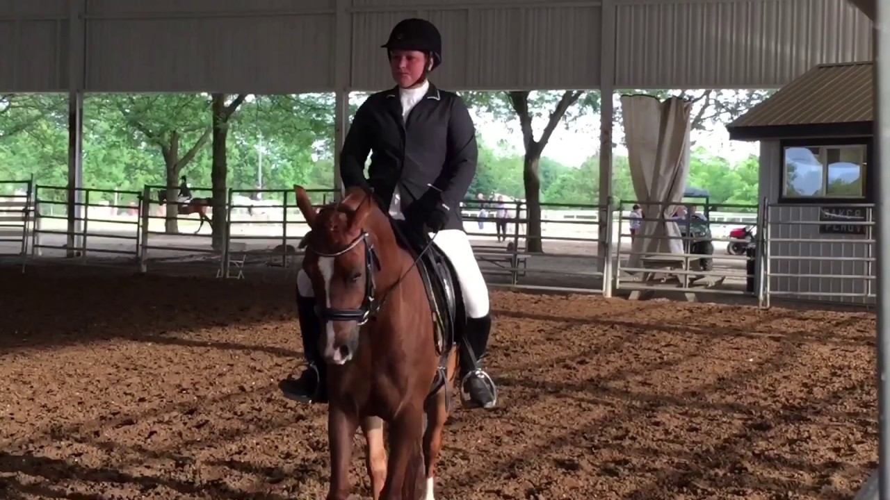 Region 13 Arabian Sport Horse Jr horse under saddle YouTube