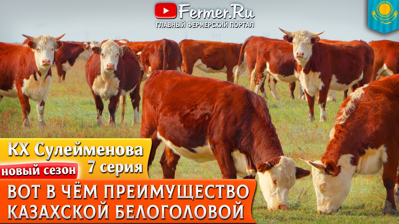 🐂 Французы в шоке от казахского метода содержания мясного КРС. Казахская белоголовая порода. Акбас.