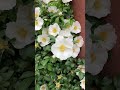ポストのそばのトキワイバラ #flowers #nature #花