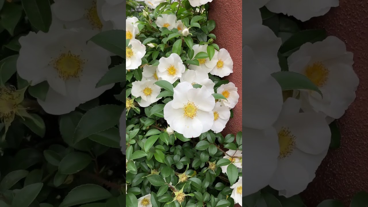 ポストのそばのトキワイバラ #flowers #nature #花 - YouTube
