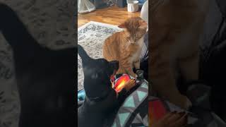Cat Disapproves a Dog and Slaps It