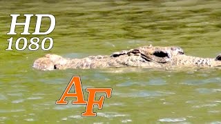 Crocodile Stalks Fishermen Croc attack imminent Andysfishing Hinchinbrook (EXCLUSIVE VIDEO) EP.180