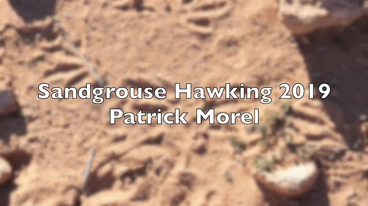 Sandgrouse hawking - Patrick Morel