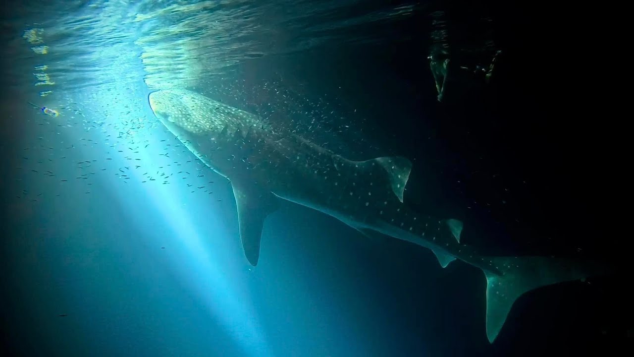 Diving in Baa Atoll, Maldives July 2024