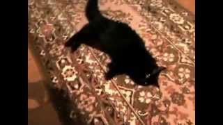 Котэ падает на бок. Котэ падает на бок.