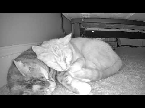 Cat Snuggles up With Dreaming Sibling to Comfort Them - 1805778