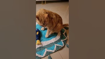 Cat toys Catnip filled fish toy Cats love it @captcatnip